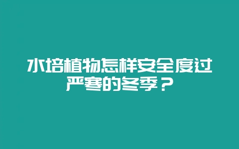 水培植物怎样安全度过严寒的冬季?-会东网