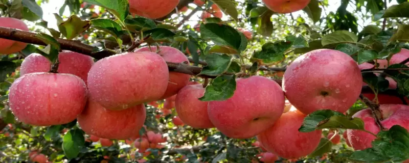 会东县哪儿批发水果(会东县水果批发市场全攻略)插图 会东县哪儿批发水果(会东县水果批发市场全攻略)插图