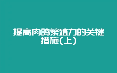 提高肉鸽繁殖力的关键措施(上)-会东网