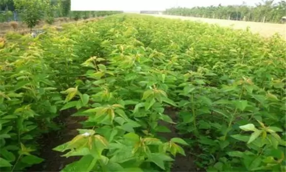 大樱桃的定植后如何管理 大樱桃幼树期的管理-会东网