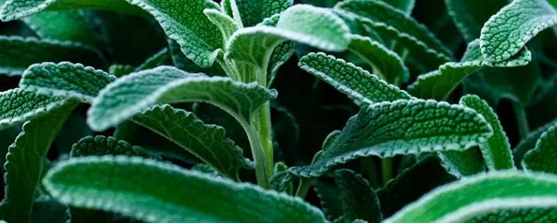 旱生植物叶片的特点-会东网