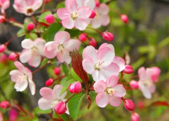 海棠花的花语是什么?-会东网