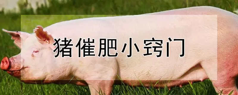 猪催肥小窍门-会东网