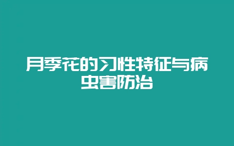 月季花的习性特征与病虫害防治-会东网