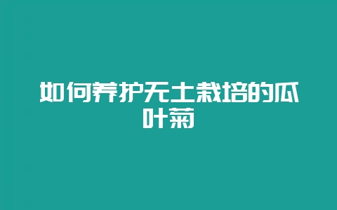 如何养护无土栽培的瓜叶菊-会东网