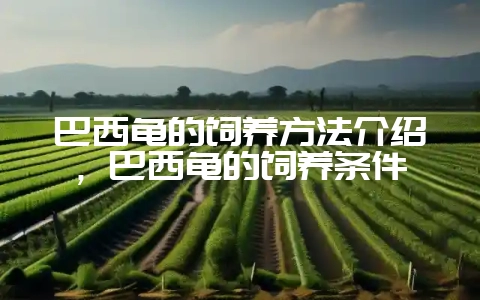 巴西龟的饲养方法介绍，巴西龟的饲养条件-会东网