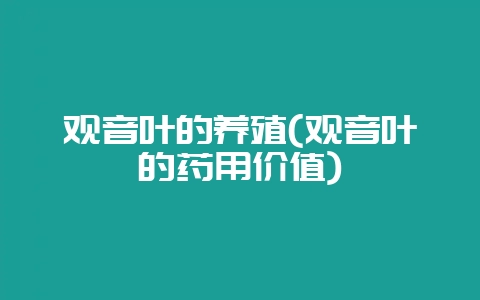 观音叶的养殖(观音叶的药用价值)-会东网