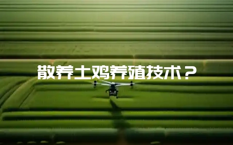 散养土鸡养殖技术？-会东网