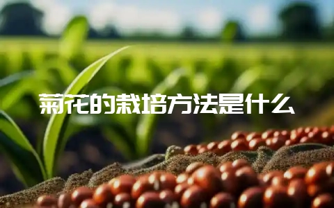 菊花的栽培方法是什么-会东网