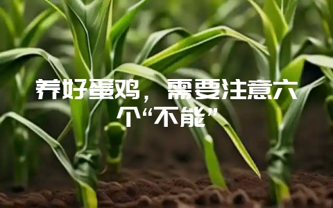 养好蛋鸡，需要注意六个“不能”-会东网
