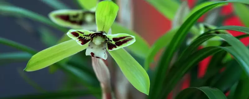 兰草花品种-会东网