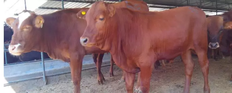 肉牛养殖成本,以及利润分析-会东网