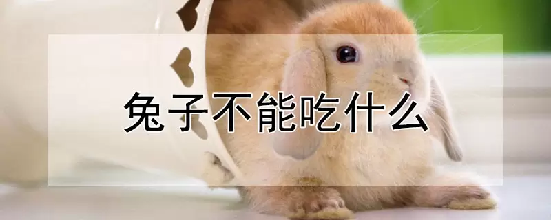 兔子不能吃什么-会东网