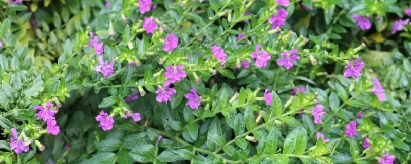 萼距花耐寒零下几度-会东网