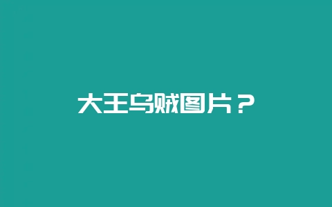 大王乌贼图片？-会东网
