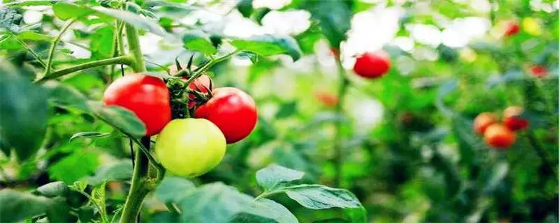 番茄树的养殖方法,最适宜的温度范围为15度至28度-会东网