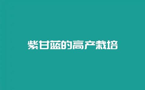 紫甘蓝的高产栽培-会东网
