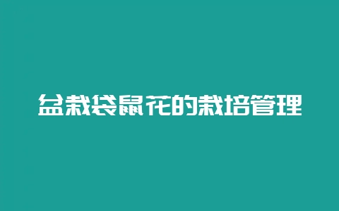 盆栽袋鼠花的栽培管理-会东网