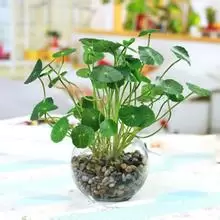 金钱草的功效与作用 金钱草的食用方法-会东网