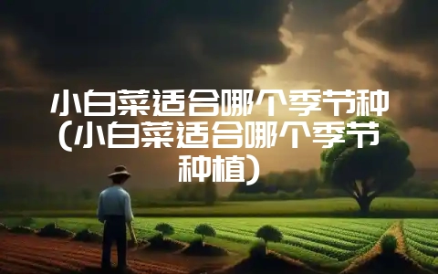 小白菜适合哪个季节种(小白菜适合哪个季节种植)-会东网