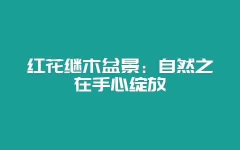 红花继木盆景：自然之在手心绽放-会东网