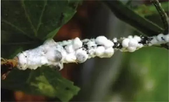 黄瓜长白毛了还能吃吗 黄瓜长白毛是什么原因-会东网