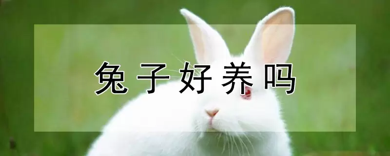 兔子好养吗-会东网