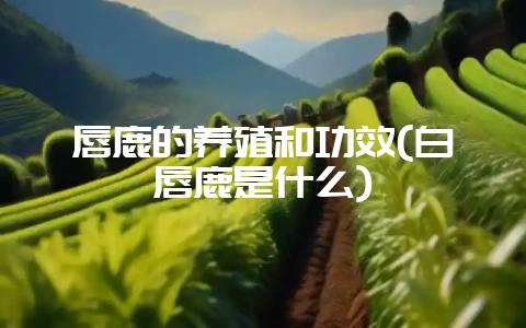 唇鹿的养殖和功效(白唇鹿是什么)-会东网