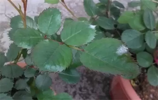 盆栽月季花的常见病虫害防治要点-会东网