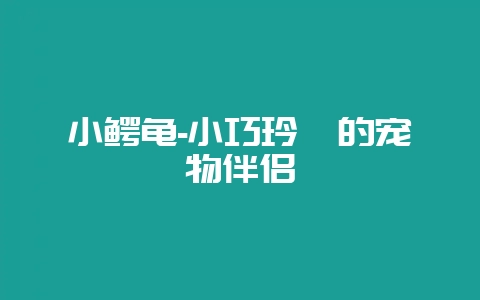 小鳄龟-小巧玲珑的宠物伴侣-会东网