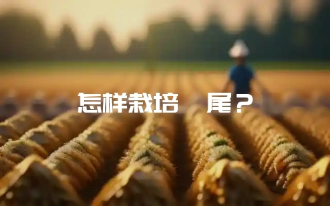 怎样栽培鸢尾？-会东网