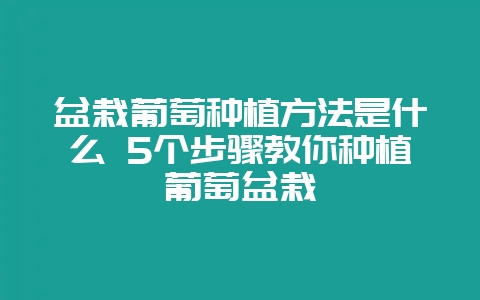 盆栽葡萄种植方法是什么 5个步骤教你种植葡萄盆栽-会东网