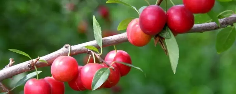 具十大种植前景的水果有哪些,有什么特点-会东网
