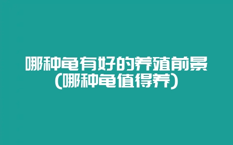 哪种龟有好的养殖前景(哪种龟值得养)-会东网