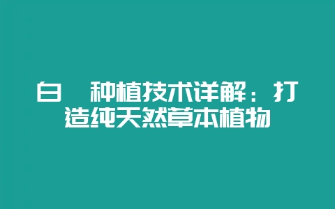 白芷种植技术详解：打造纯天然草本植物-会东网