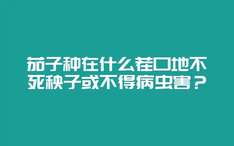 茄子种在什么茬口地不死秧子或不得病虫害？-会东网