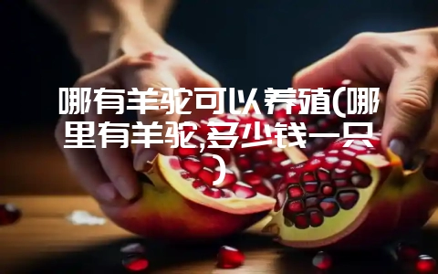 哪有羊驼可以养殖(哪里有羊驼,多少钱一只)-会东网