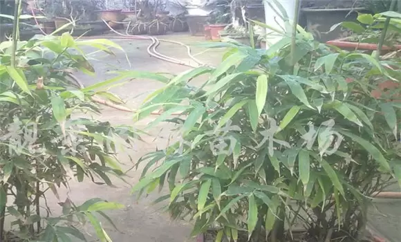 佛肚竹的繁殖方法-会东网