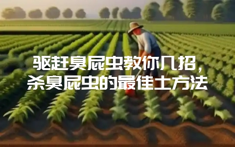 驱赶臭屁虫教你几招,杀臭屁虫的最佳土方法插图 驱赶臭屁虫教你几招,杀臭屁虫的最佳土方法插图