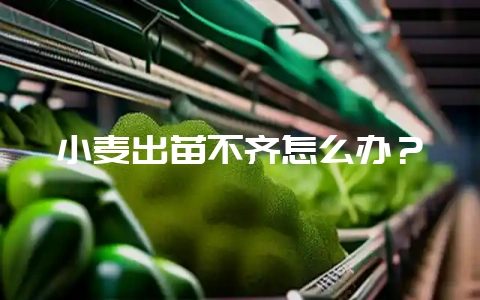 小麦出苗不齐怎么办？-会东网