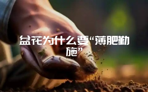 盆花为什么要“薄肥勤施”-会东网