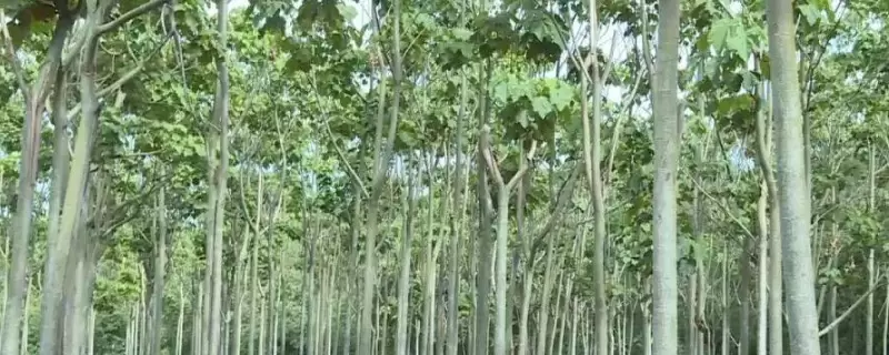 轻木的种植前景如何，轻木原产地在哪-会东网