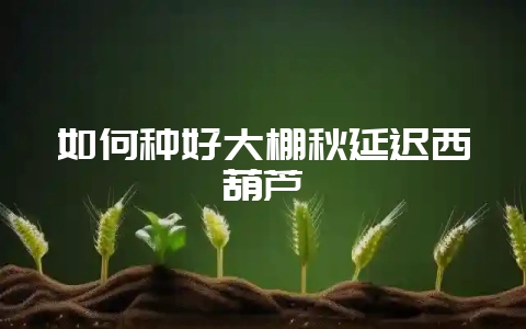 如何种好大棚秋延迟西葫芦-会东网
