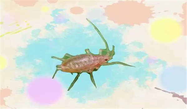 桃粉蚜的形态特征 桃粉蚜的发生规律与危害症状-会东网