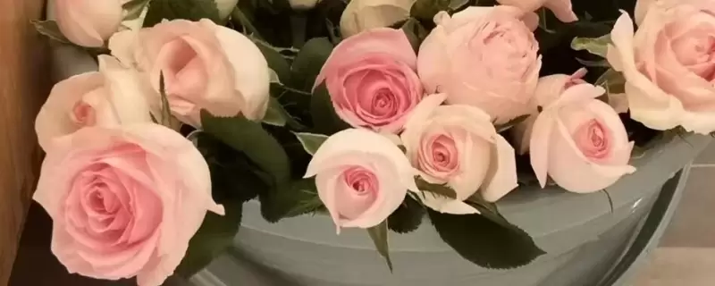 鲜花醒花怎么处理-会东网