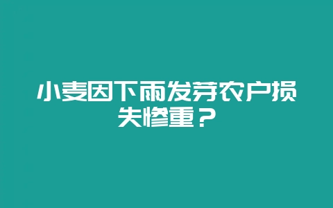 小麦因下雨发芽农户损失惨重？-会东网