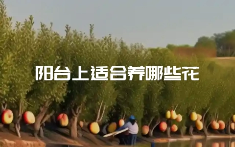 阳台上适合养哪些花卉-会东网