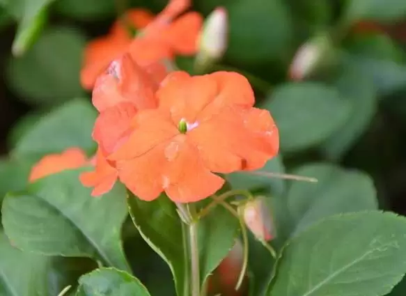 非洲凤仙花栽培管理技术-会东网