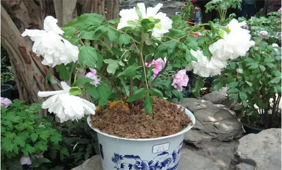 盆栽牡丹花怎么养 盆栽牡丹栽培技术-会东网