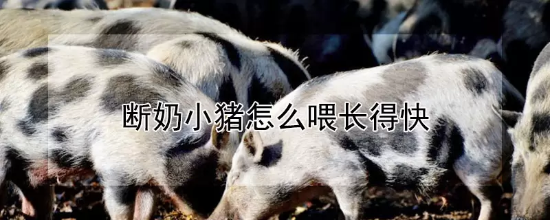 断奶小猪怎么喂长得快-会东网